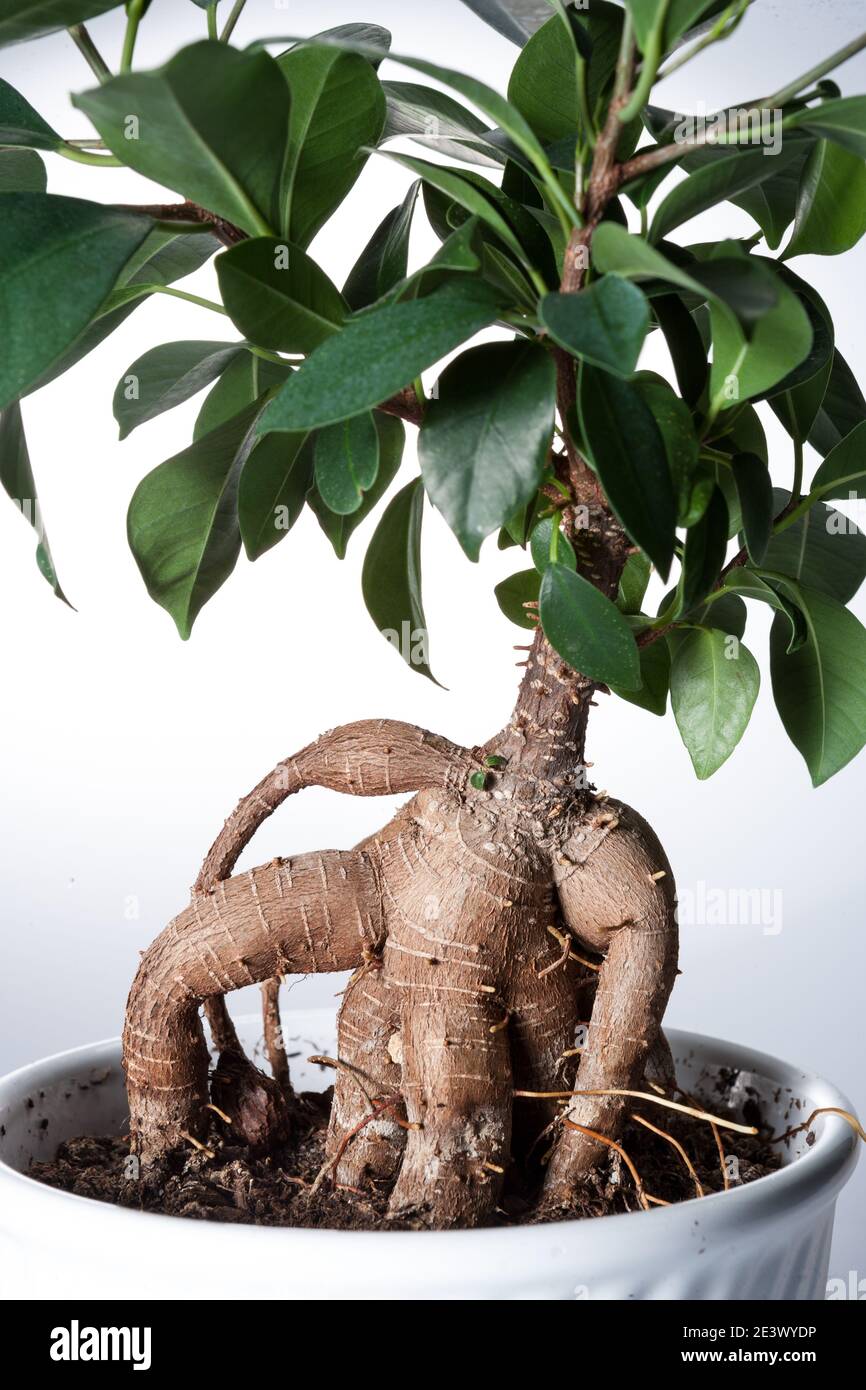 Ficus ginseng, Dvärgfikus (Ficus retusa) Stockfoto