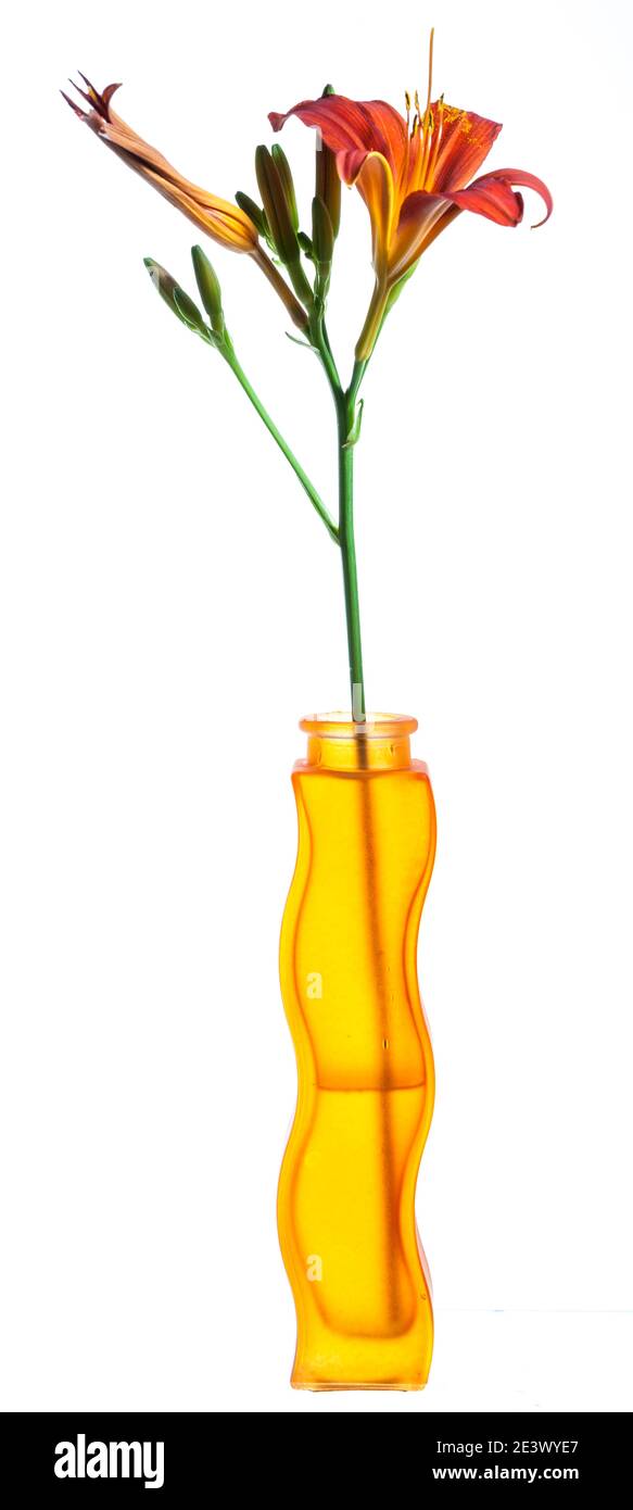'Sammy Russell' Daylilie, Daglilja (Hemerocallis) Stockfoto