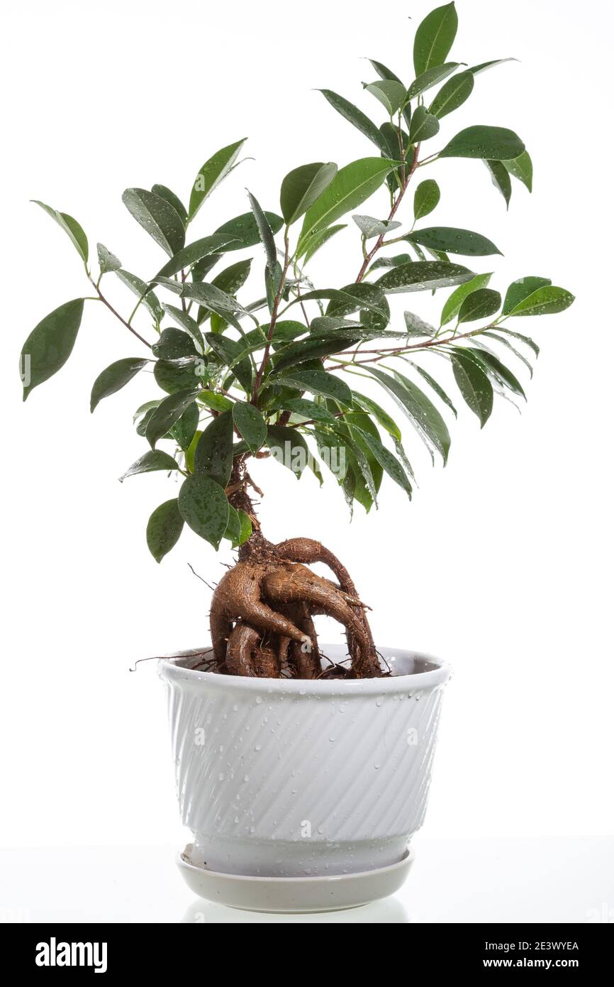 Ficus ginseng, Dvärgfikus (Ficus retusa) Stockfoto