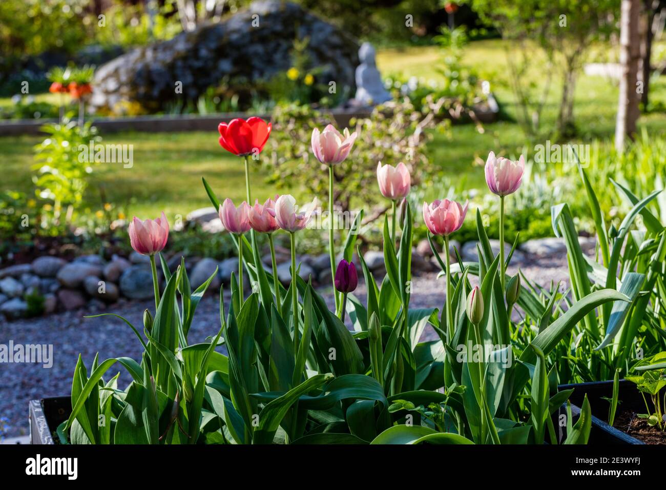 Die almon Eindruck" Darwin Hybrid Tulip, Darwinhybridtulpan (Tulipa gesneriana) Stockfoto