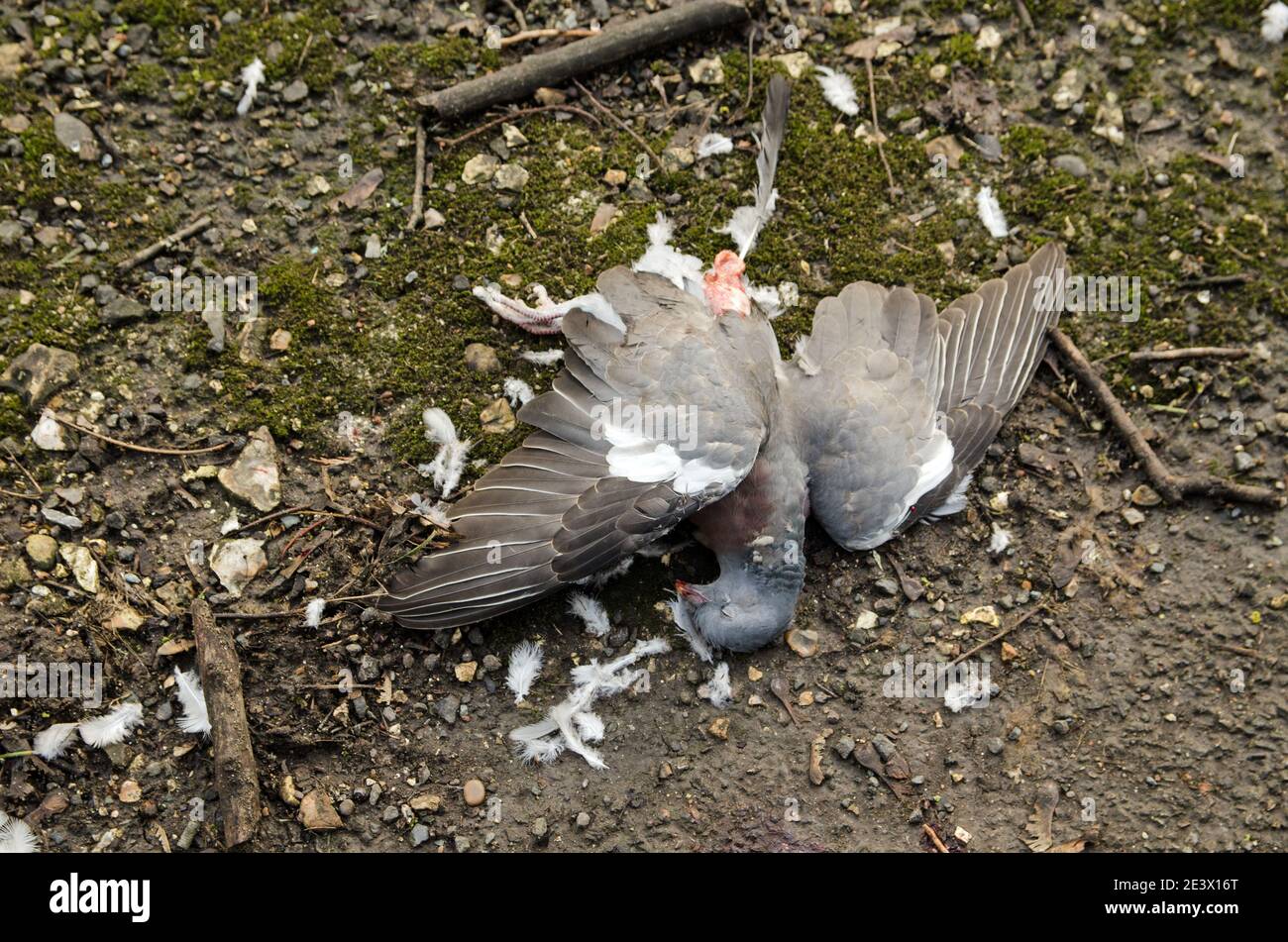 Eine tote Waldtaube, die mit ihren Flügeln am Straßenrand in Hampshire, Großbritannien, liegt. Stockfoto