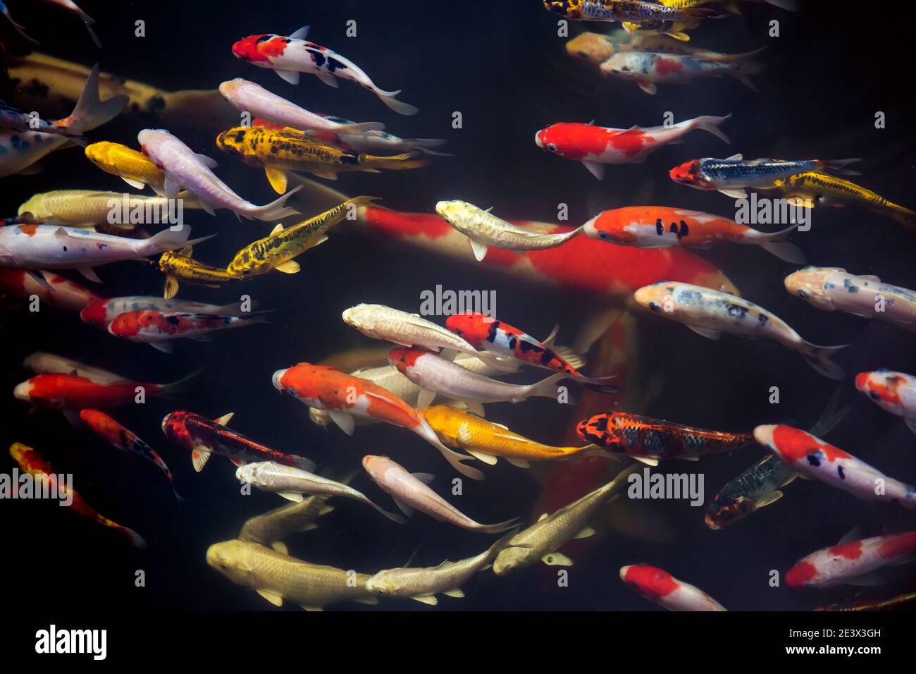 White koi fish Fotos und Bildmaterial in hoher Auflösung Alamy