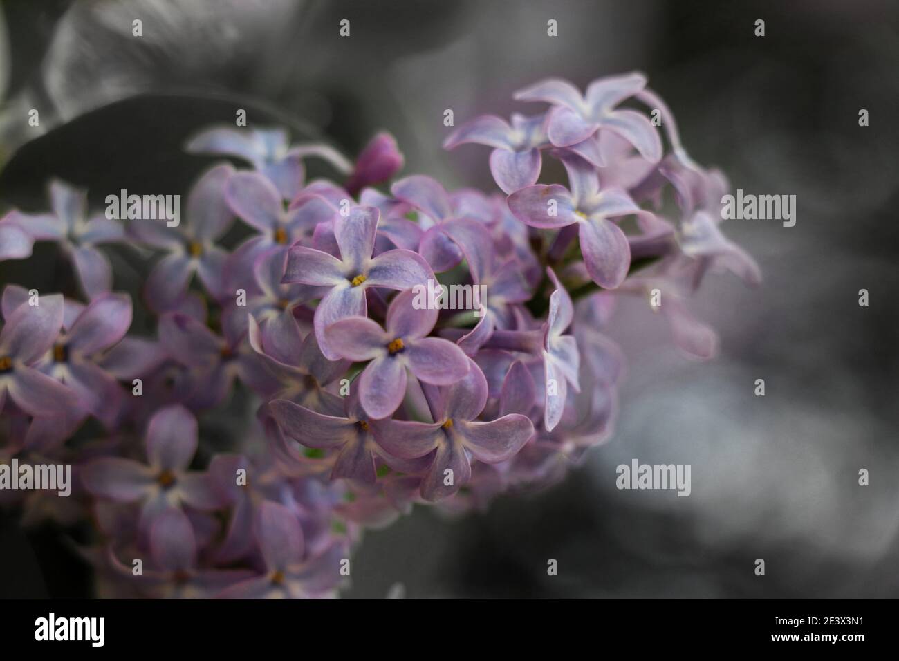 Mehrere Bilder von Blumen aus verschiedenen Fotoshootings, die ich in der Vergangenheit gemacht habe. Stockfoto