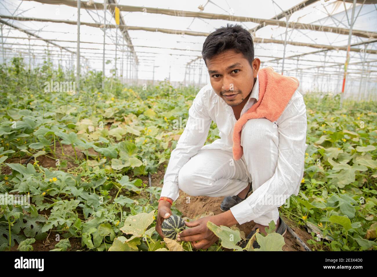 Junger indischer Bauer inspiziert oder erntet unreife Moschusmelone oder Zuckermelone aus seinem Polyhaus oder Gewächshaus, moderne Bio-Landwirtschaft, Landwirtschaft Co Stockfoto