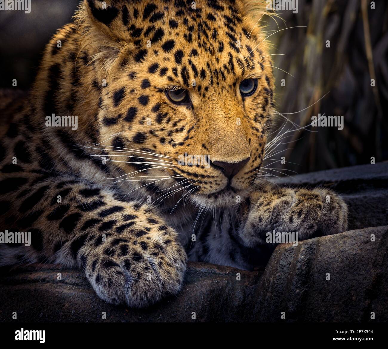 Amur-leopard Stockfoto