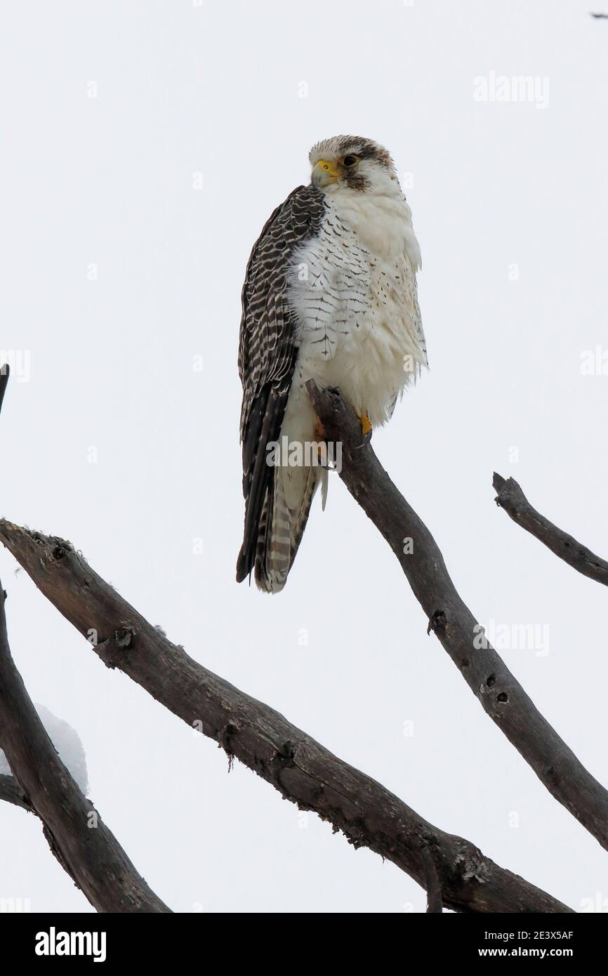 Wanderfalke (Falco peregrinus cassini), Perito Moreno Gletscher, bei El Calafate, Patagonien, Südargentinien 26. Dez. 2015 Stockfoto