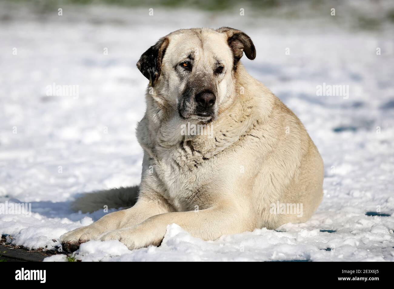 Hund im Schnee - Stock Foto Stockfoto