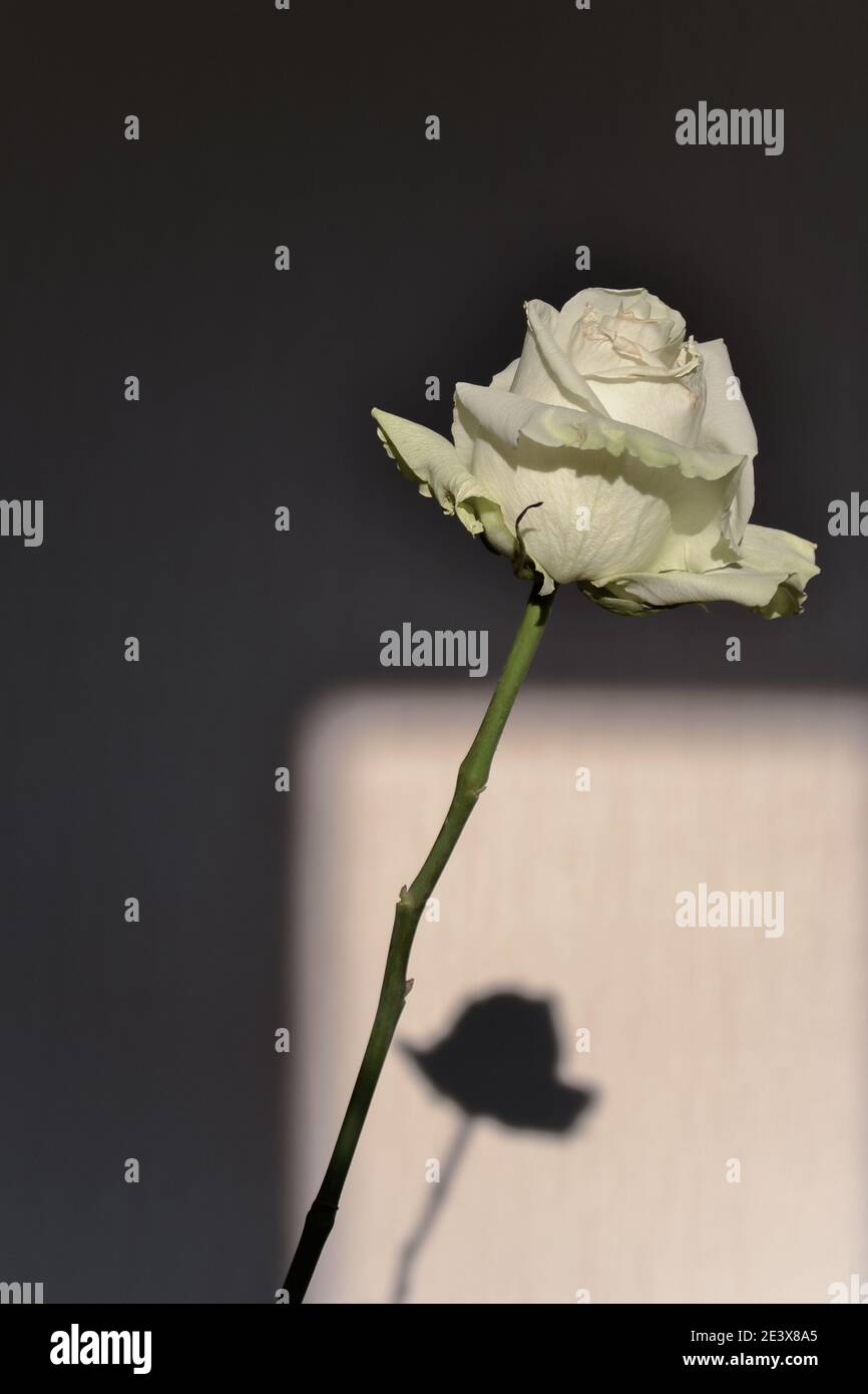 Weiße elegante Rose und verschwommene Schatten auf dem Hintergrund einer strukturierten Wand. Eine einfache Rose und ein Interessantes Spiel von Sonnenlicht und Blütenschatten. Stockfoto