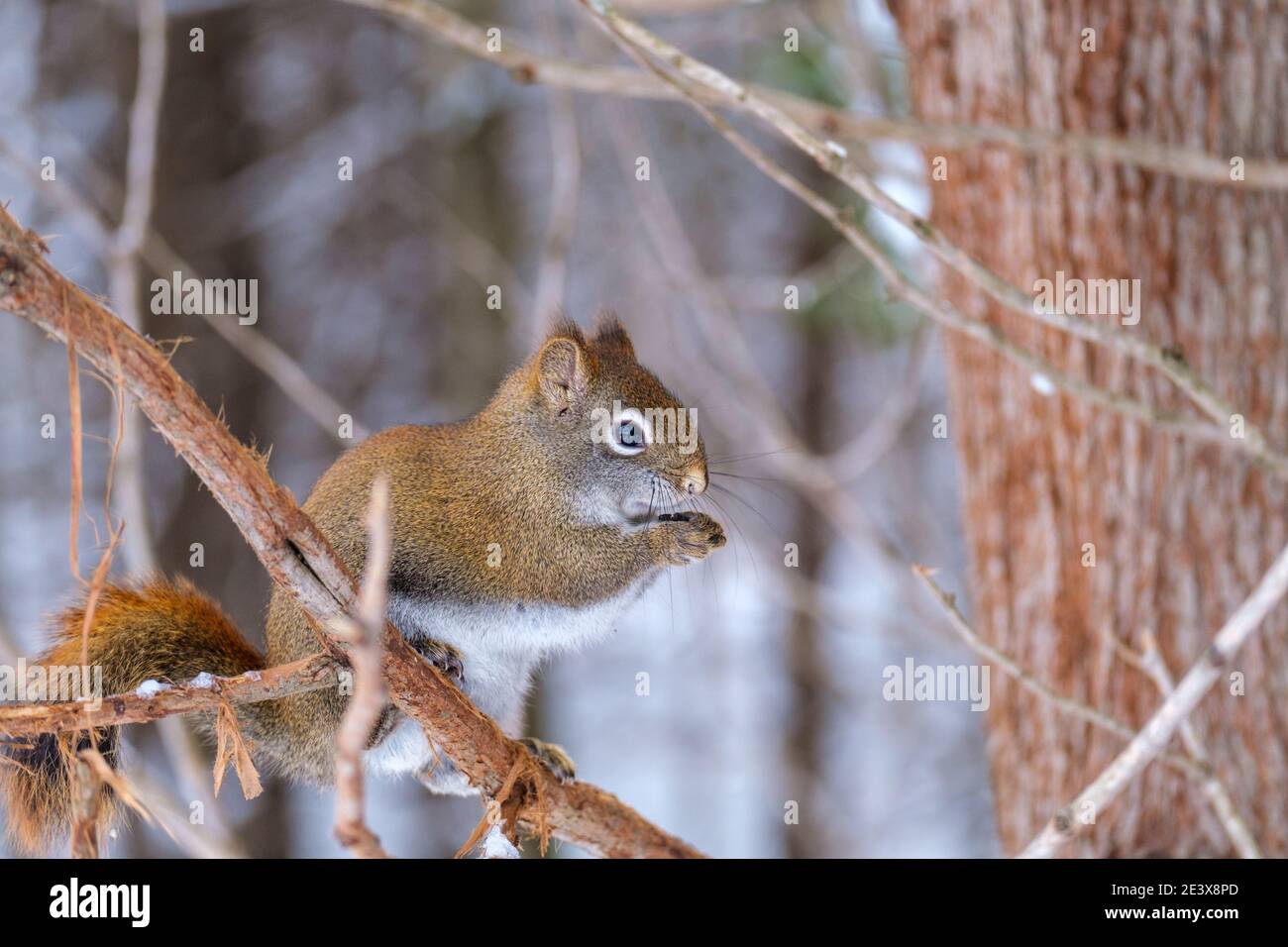 Ein nordamerikanisches Rothörnchen sitzt im Winter auf einem Zweig und hält einen Sonnenblumenkernen in seinen Pfoten. Stockfoto