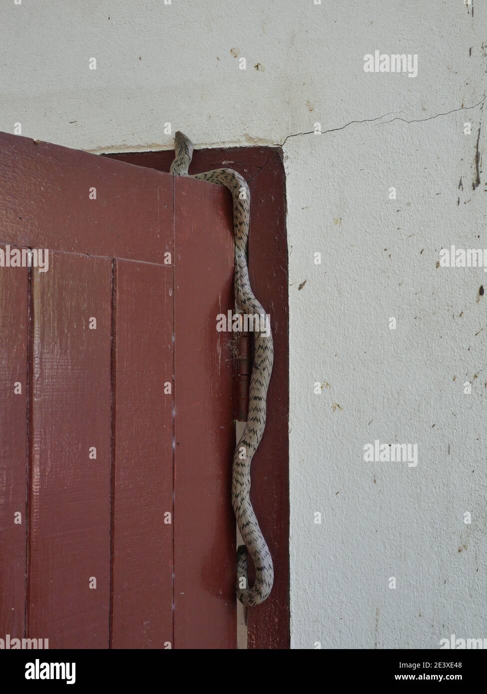 Die gebänderte kukri Schlange ( Oligodon fasciolatus ) auf roter Holztür an alter grauer Wand, schwarze Streifen auf dem Körper von grauem Reptil, giftiges Reptil Stockfoto