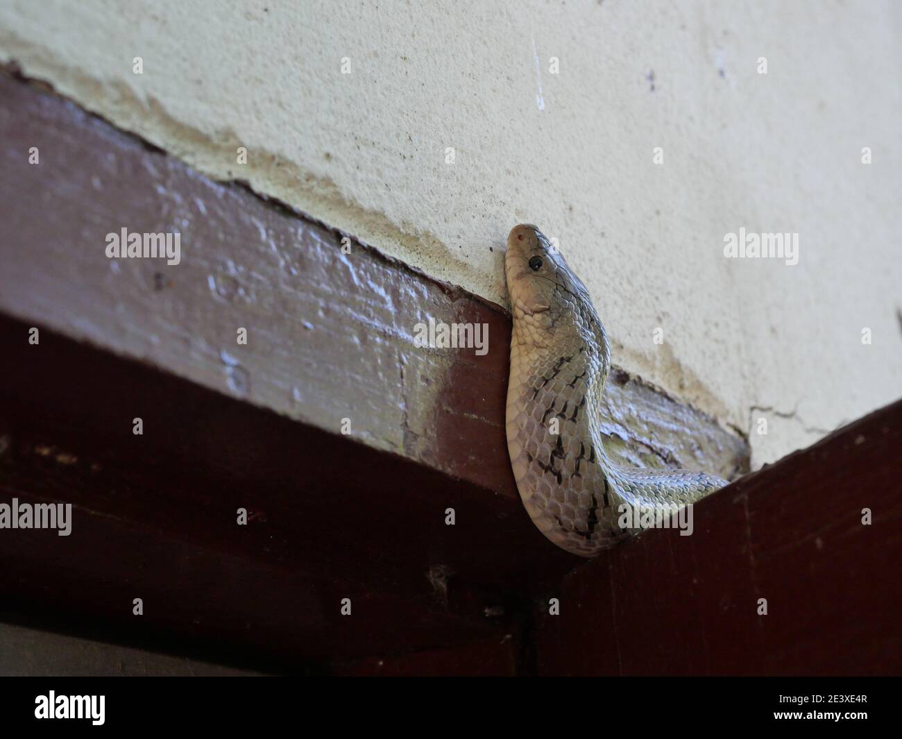 Die gebänderte kukri Schlange ( Oligodon fasciolatus ) auf roter Holztür an alter grauer Wand, schwarze Streifen auf dem Körper von grauem Reptil, giftiges Reptil Stockfoto
