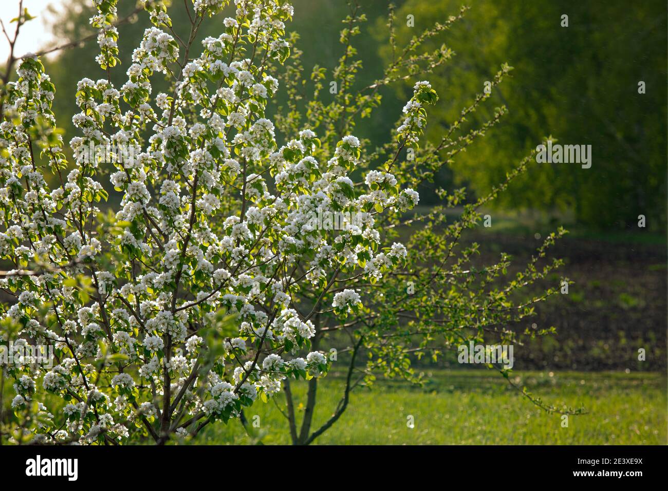 Blühender Apfelbaum im Garten in der Abendsonne. Frühlingsbeginn Stockfoto
