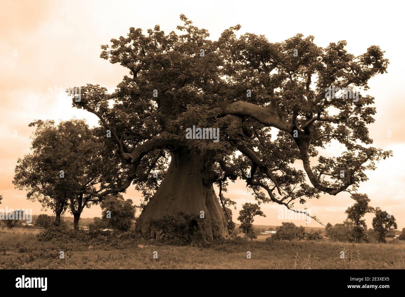 Afrikanischer Baobab Baum - Adansonia digitata Stockfoto