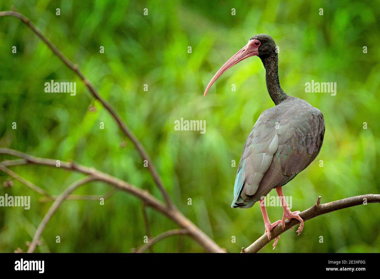Whispering Ibis, Phimosus infuscatus, dunkler Vogel sitzt auf dem Zweig in Natur Lebensraum, Santuario de Fauna, Kolumbien. Schwarzer Vogel mit rotem Schnabel in der Stockfoto
