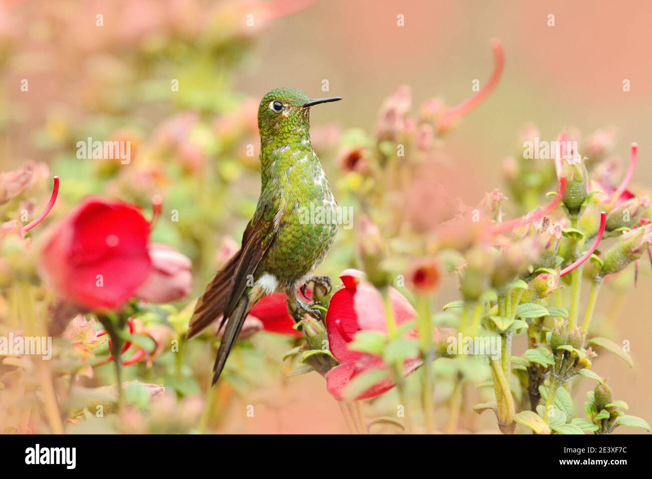 Eriocnemis mosquera, Goldbrusttaucher, grüner und goldener Kolibri in der Natur. Rote und grüne Blumenvegetation mit Vogel, Los Nevados Stockfoto