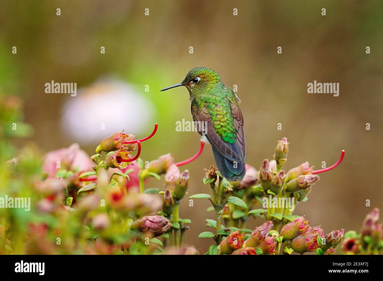 Eriocnemis mosquera, Goldbrusttaucher, grüner und goldener Kolibri in der Natur. Rote und grüne Blumenvegetation mit Vogel, Los Nevados Stockfoto