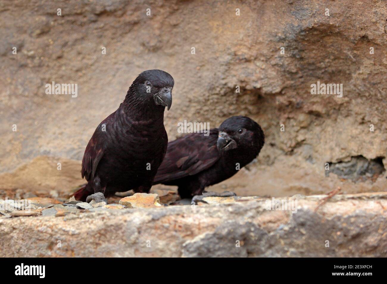 Schwarzlory, Chalcopsitta atra, dunkler Papagei aus West-Papua, Neuguinea und Borneo in Asien. Rajah Lory, Vogel siting auf dem Stein Lebensraum. Wildtierscen Stockfoto