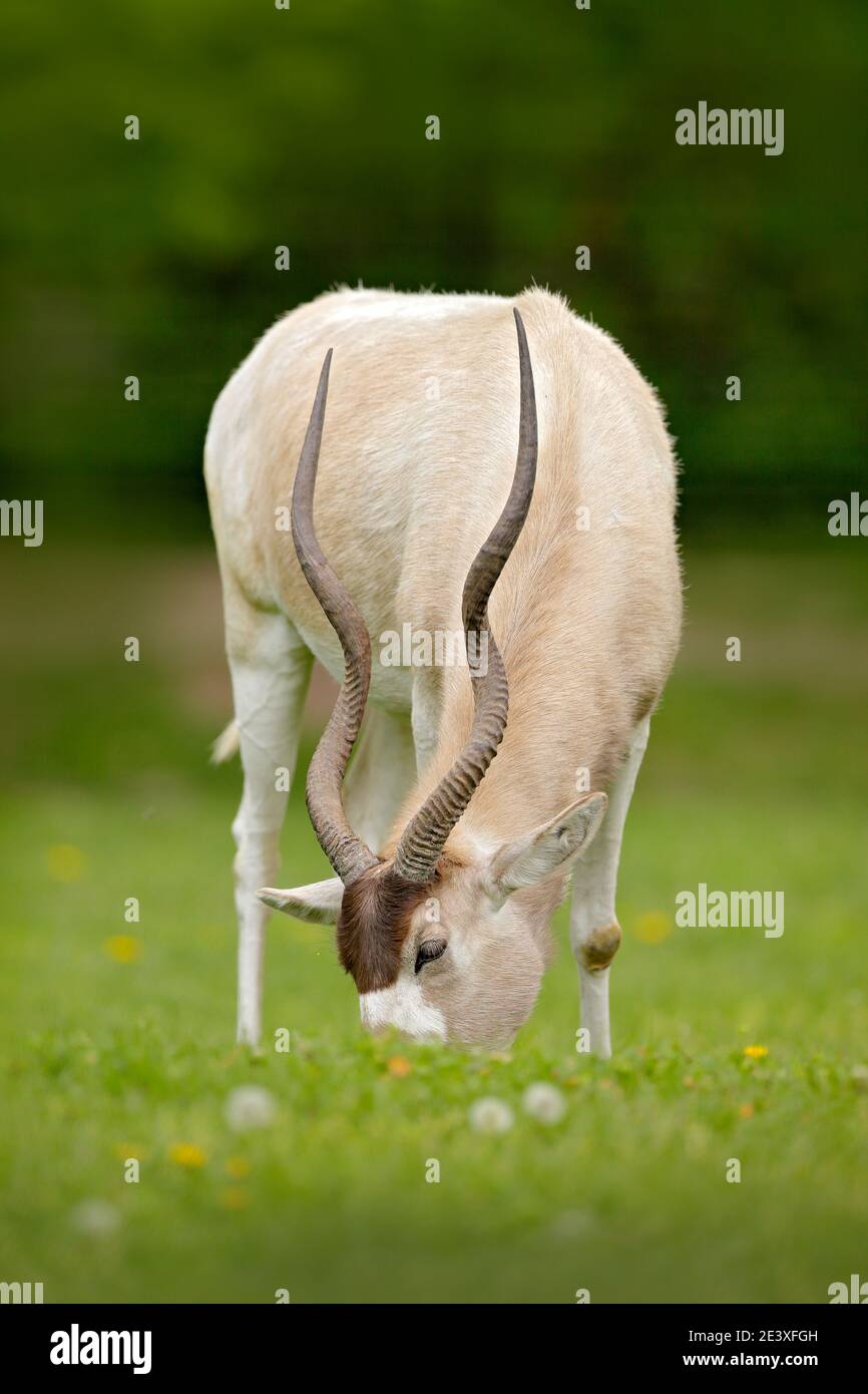 Addax nasomaculatus, weiße Schreihals-Antilope im Naturlebensraum. Schönes Tier mit großen Hörnern, Addax aus Niger in Afrika. Wildlife-Szene aus Stockfoto