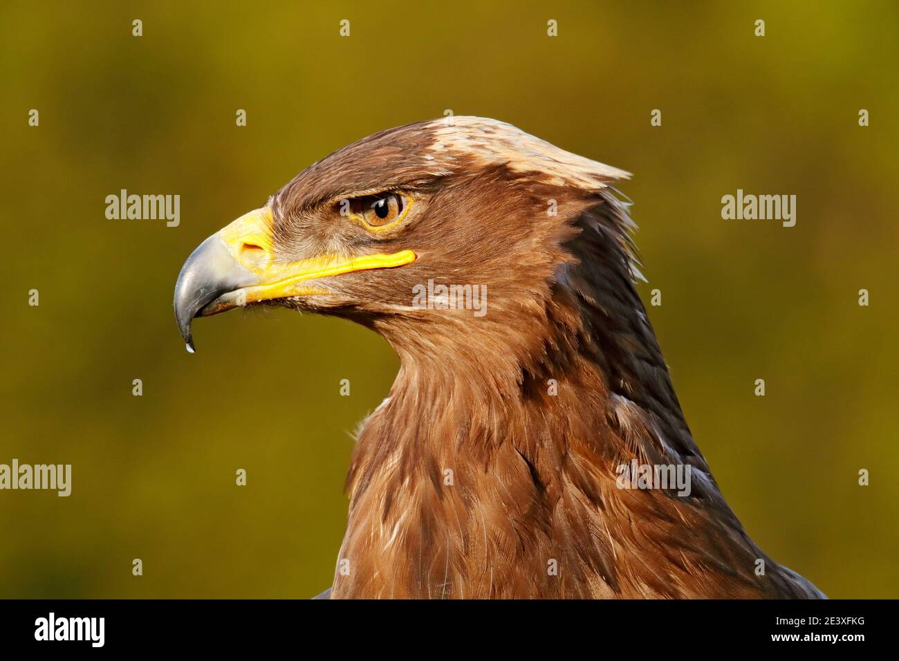 Detail Porträt des Adlers. Vogel im Gras. Steppenadler, Aquila nipalensis, sitzend auf der Wiese, Wald im Hintergrund. Wildlife-Szene aus der Natur. Stockfoto