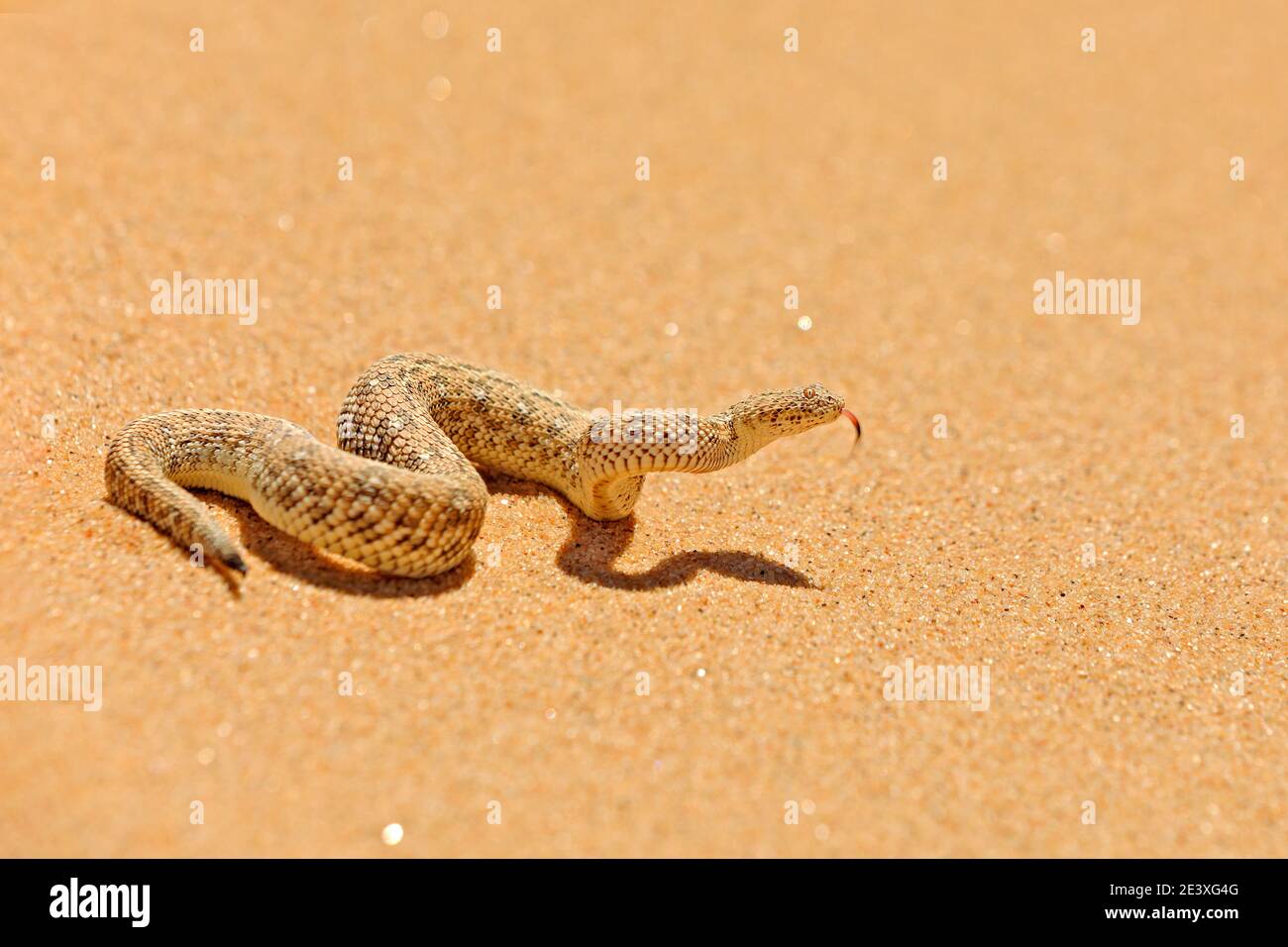 Bitis peringueyi, Péringueys Adder, Giftnatter aus der namibischen Sandwüste. Kleine Viper in der Natur Lebensraum, Namib-Naukluft Park in Afrika. Wildtiere Stockfoto