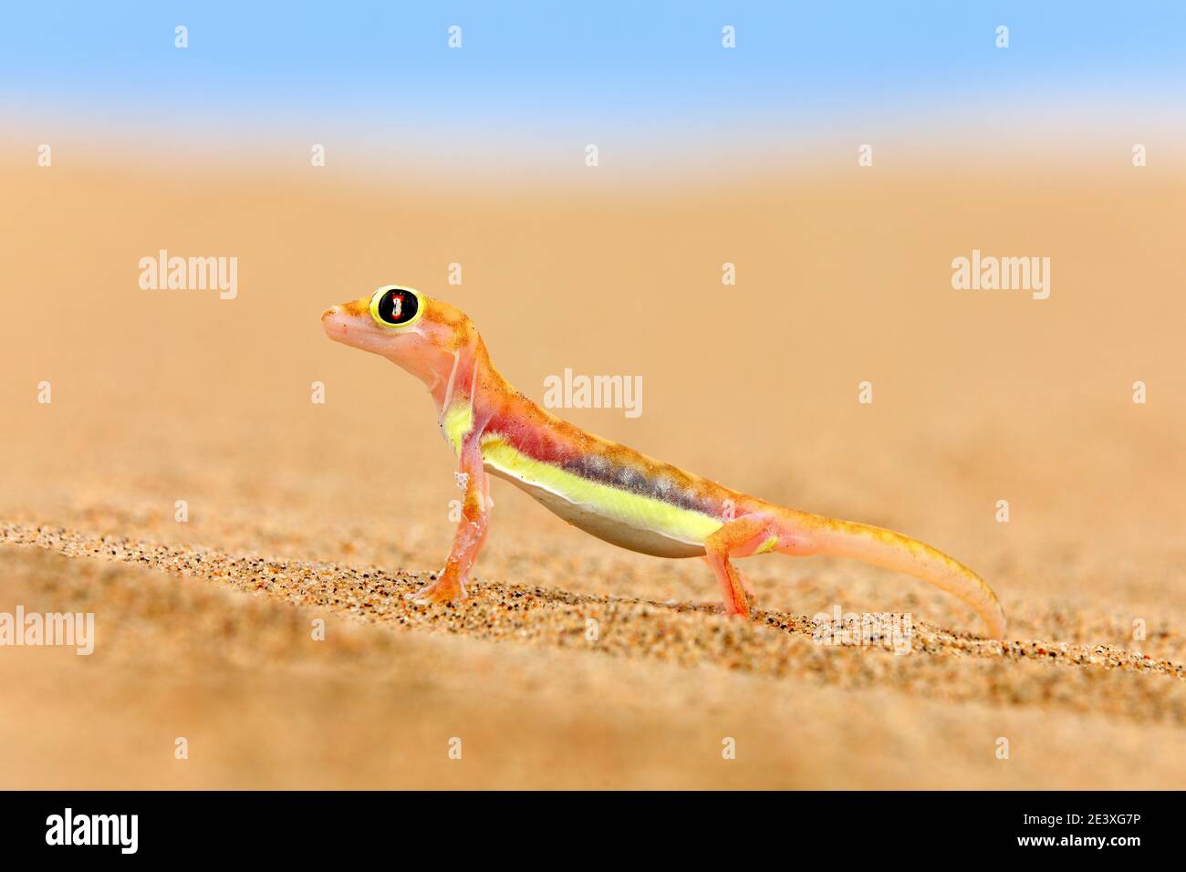 Gecko aus Namib Sanddüne, Namibia. Pachydactylus rangei, Web-footed Palmatogecko in der Natur Wüste Lebensraum. Eidechse in Namibia Wüste mit blauen en Stockfoto