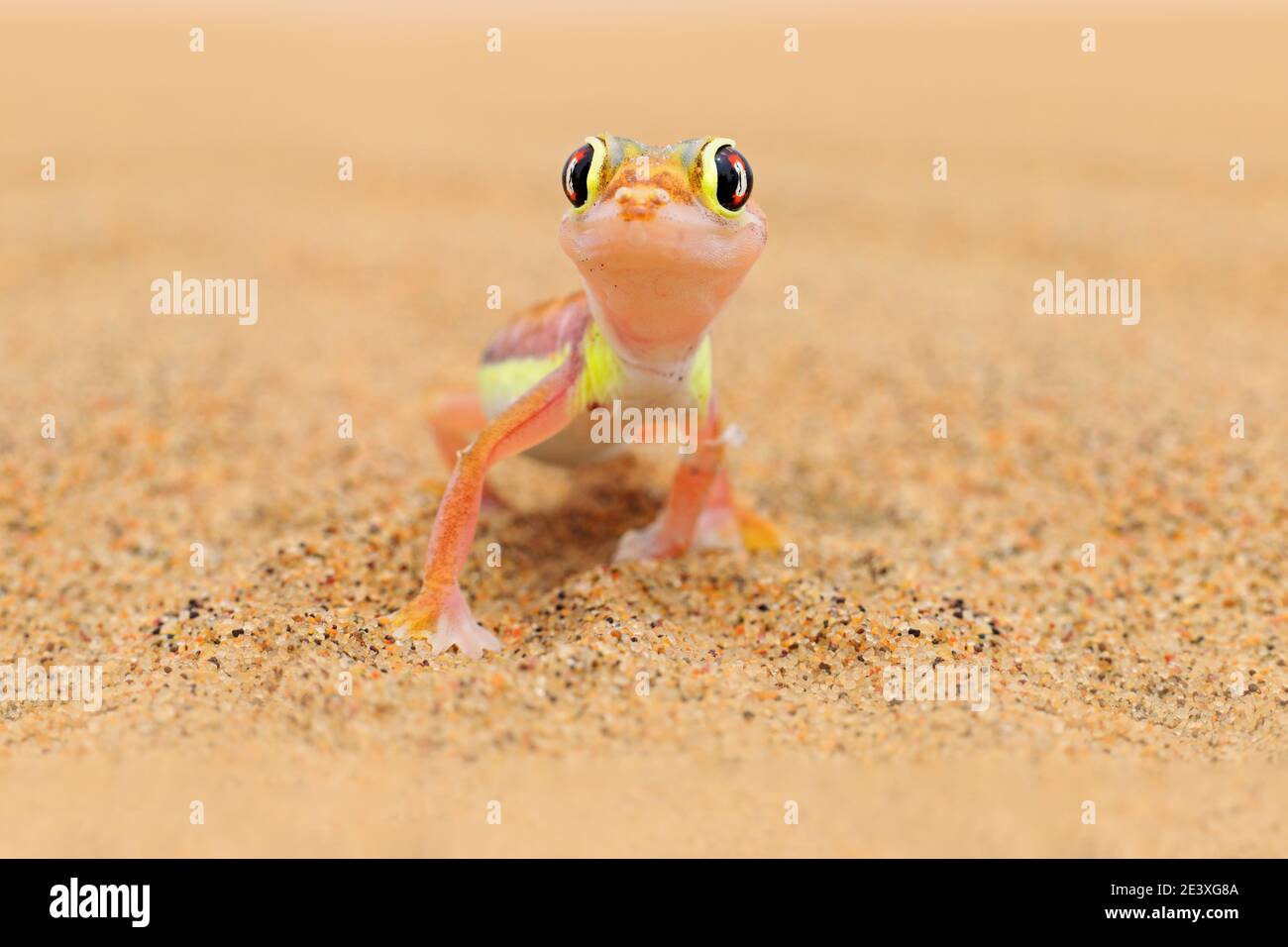 Gecko aus Namib Sanddüne, Namibia. Pachydactylus rangei, Web-footed Palmatogecko in der Natur Wüste Lebensraum. Eidechse in Namibia Wüste mit blauen en Stockfoto