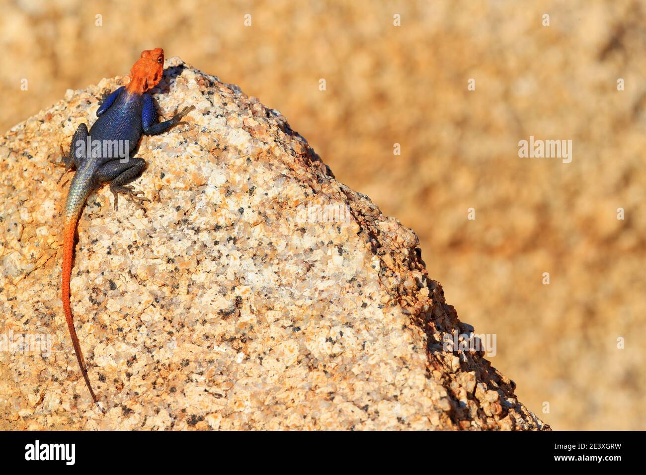 Orangefarbene und blaue Eidechse, namibische Felsenagama, Agama planiceps, Männchen posiert auf gelbem Granitfelsen in typischer Wüstenumgebung. Isolierte Farbe Stockfoto