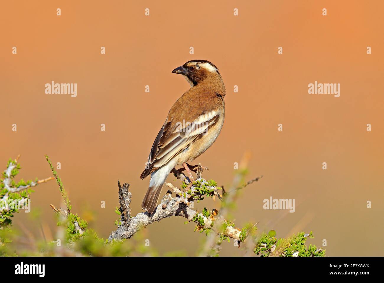Weißbrauen-Sperling-Weaver, Plocepasser mahali, sonniger Tag auf Safari in Namibia. Dorniger Zweig mit Vogel, schwarzer Schnabel. UnbestimmtVogellchen aus Afrika. Stockfoto