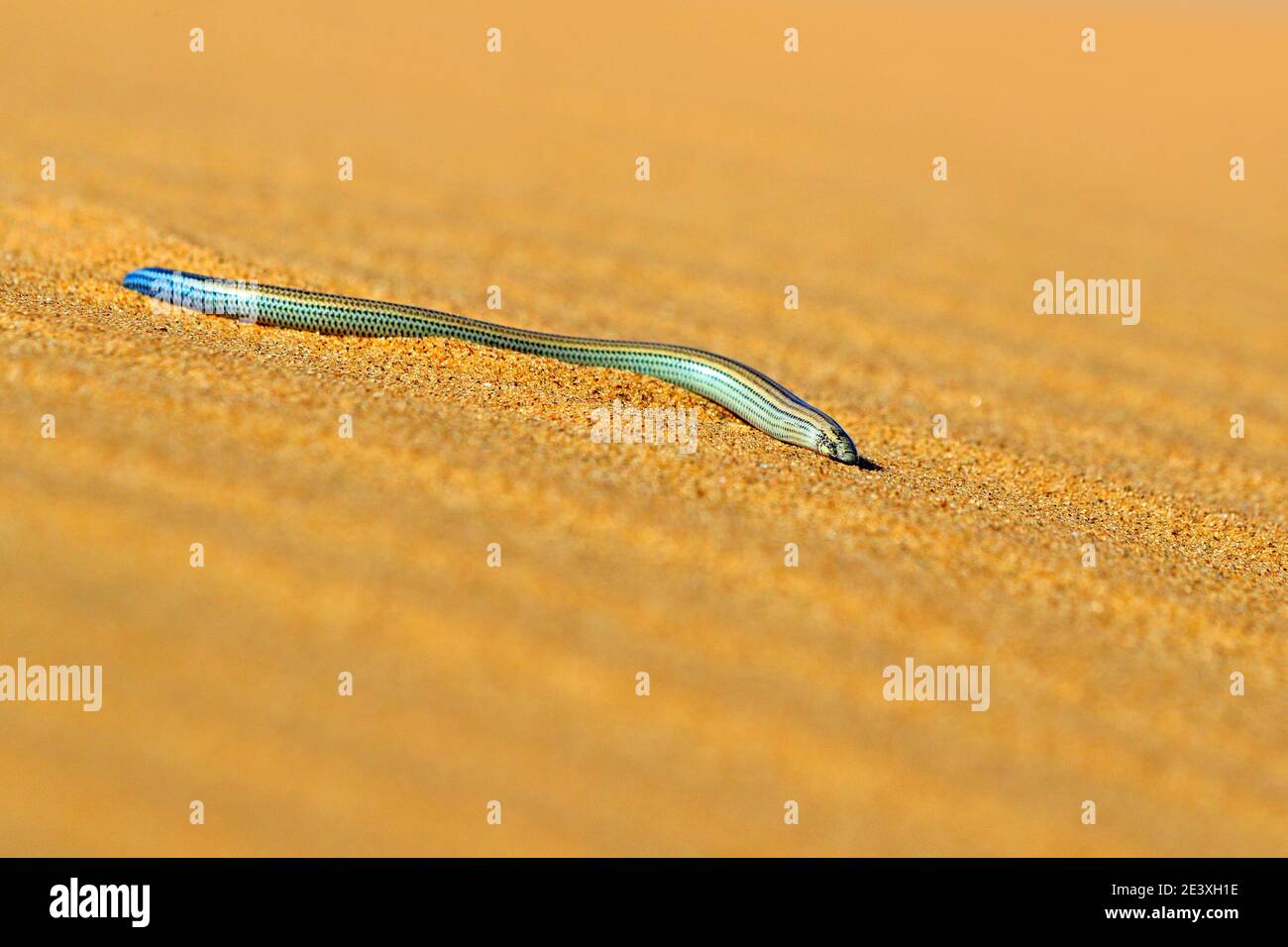 Fitzsimmons' eingrabende Skink, Typlacontias brevipes, auf Sanddüne, Swakopmund, Dorob National Park, Namibia. Wüstentier im Lebensraum, oranger Sand Stockfoto