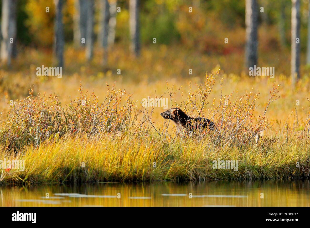 Wolverine im Herbst Wald See Lebensraum. Tier läuft im Herbst goldenes Gras. Wolverine Verhalten im Lebensraum, Finnland Taiga. Wildtierszene Stockfoto