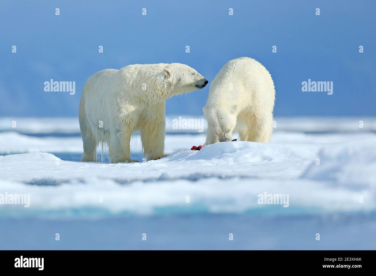 Eisbären mit abgetöteten Robben. Zwei Weißbären, die sich auf Drift-Eis mit Schnee ernähren, Svalbard, Norwegen. Blutige Natur mit großen Tieren. Gefährlicher Bär mit Kil Stockfoto