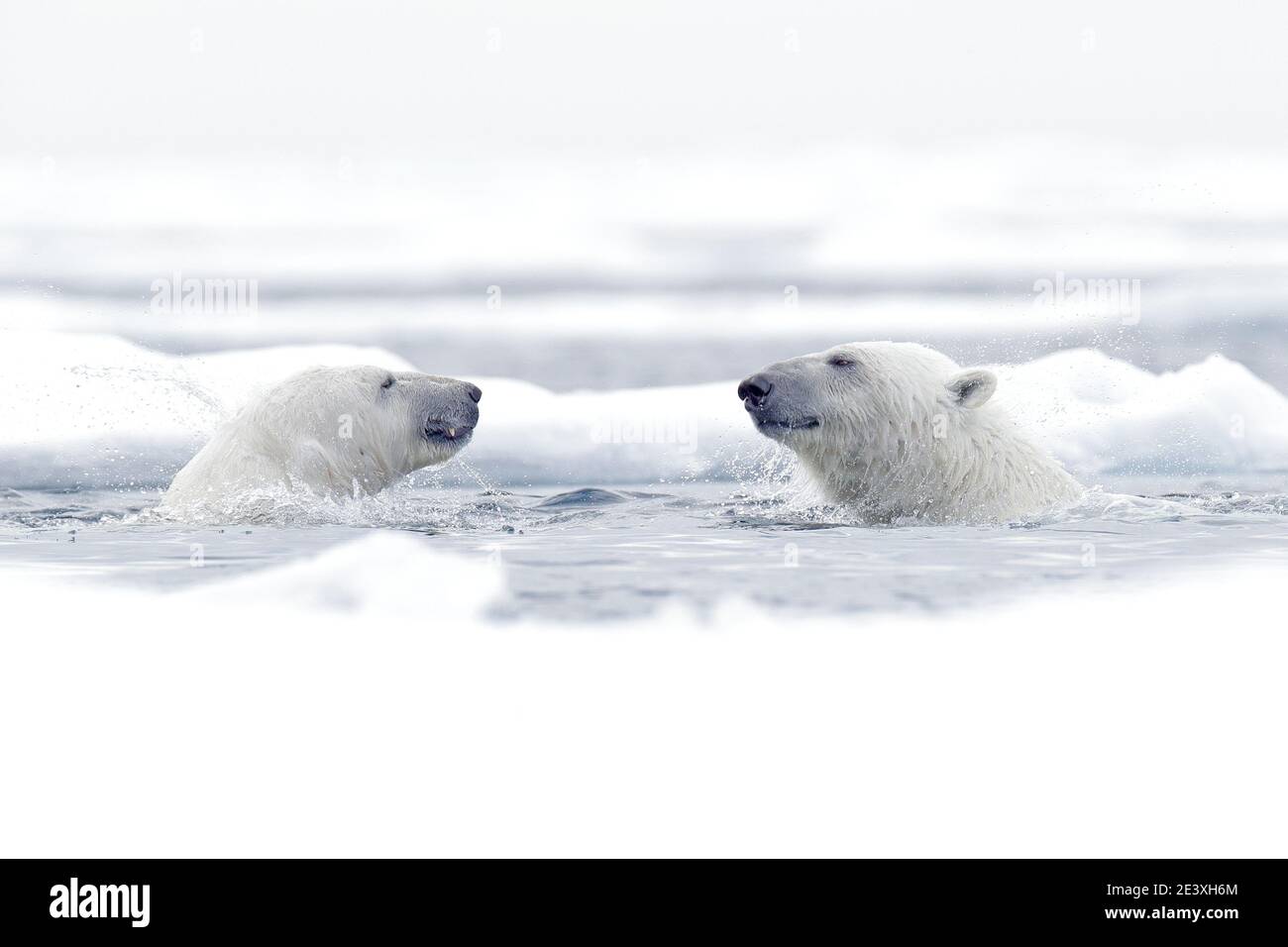 Eisbär tanzt auf dem Eis. Zwei Eisbären lieben auf treibendem Eis mit Schnee, weiße Tiere in der Natur Lebensraum, Svalbard, Norwegen. Spielende Tiere Stockfoto