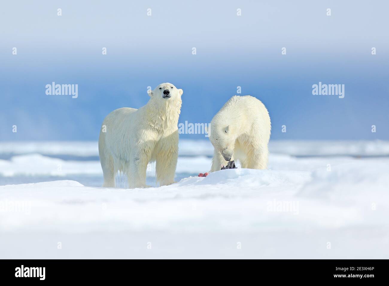 Eisbären mit abgetöteten Robben. Zwei Weißbären, die sich auf Drift-Eis mit Schnee ernähren, Svalbard, Norwegen. Blutige Natur mit großen Tieren. Gefährlicher Bär mit Kil Stockfoto