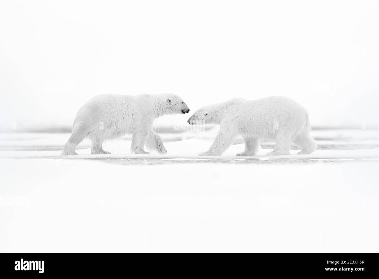 Eisbären mit abgetöteten Robben. Zwei Weißbären, die sich auf Drift-Eis mit Schnee ernähren, Svalbard, Norwegen. Blutige Natur mit großen Tieren. Gefährlicher Bär mit Kil Stockfoto
