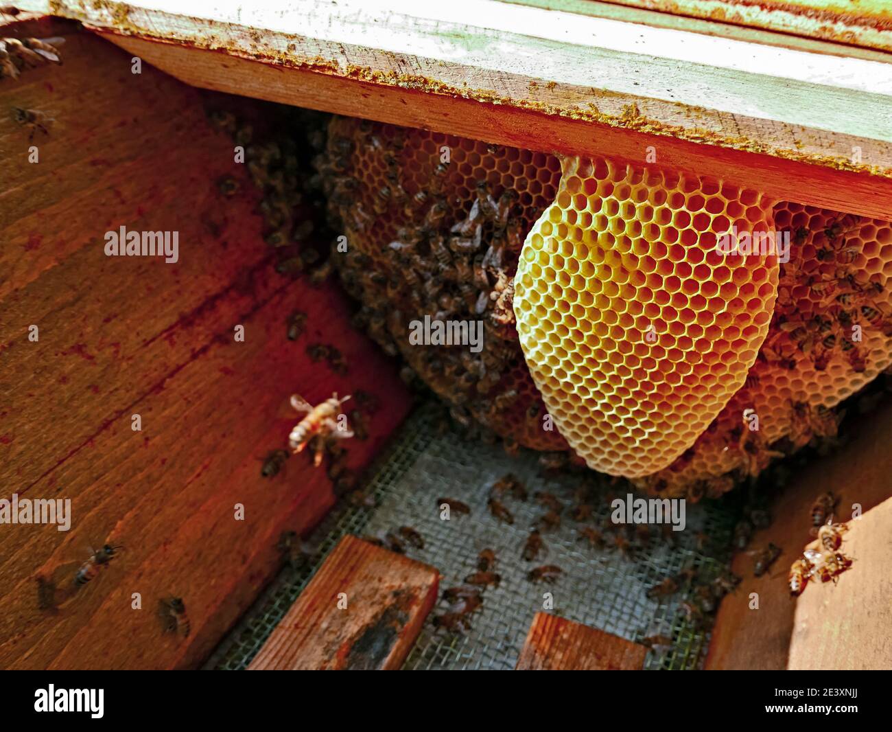 Produktiver Bienenstock mit Brutbienennest, Brutinsekten für Honigproduktion Stockfoto