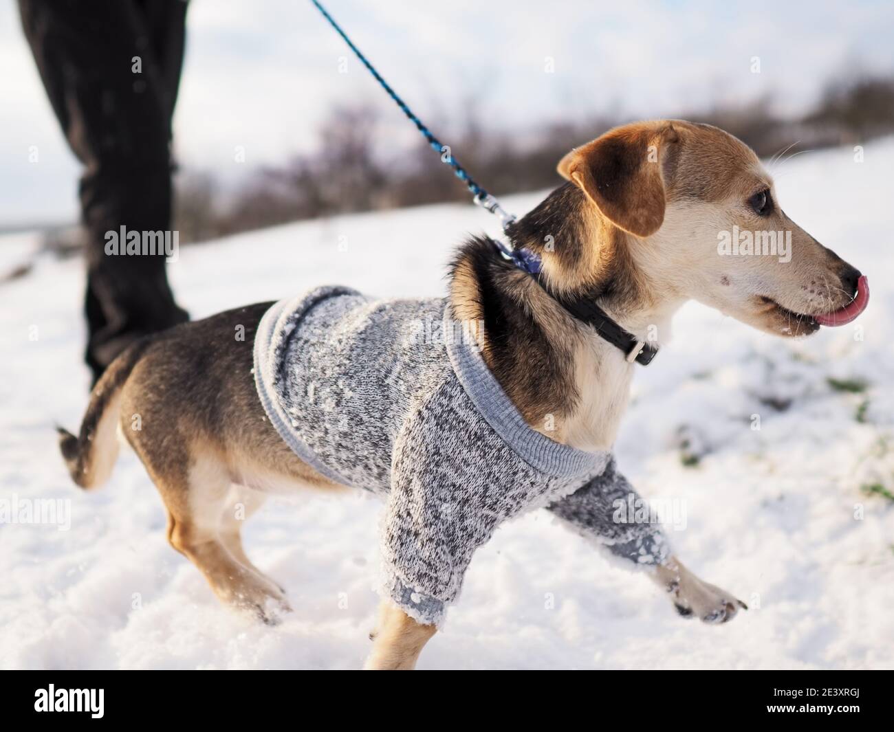 Spaziergang im Schnee im Winter mit dem kleinen Hund In Wollkleidung Stockfoto