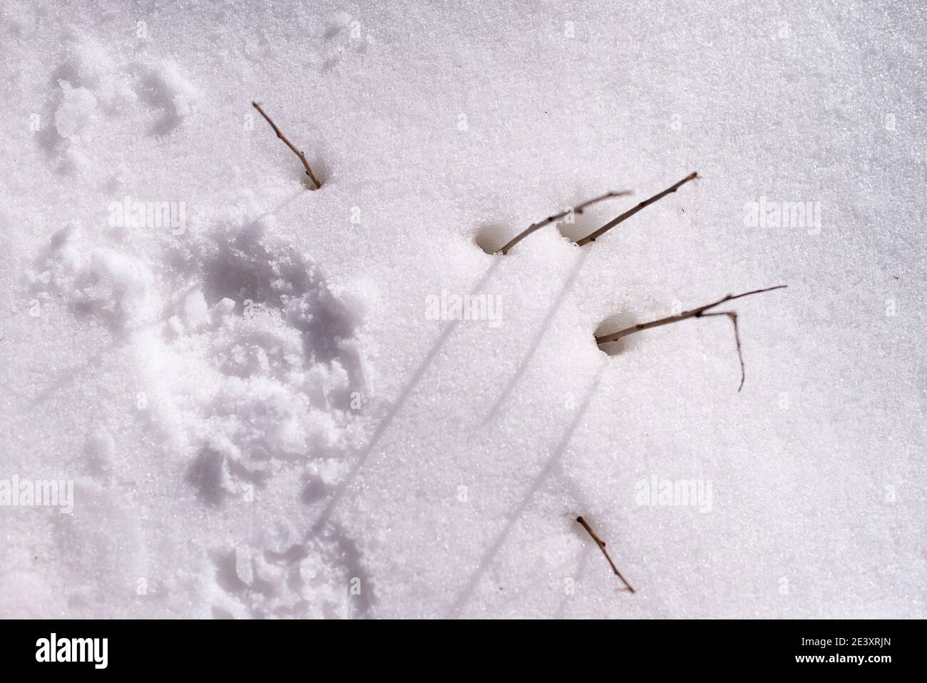 Trockene Blumenpflanze im kristallklaren weißen Schnee Stockfoto