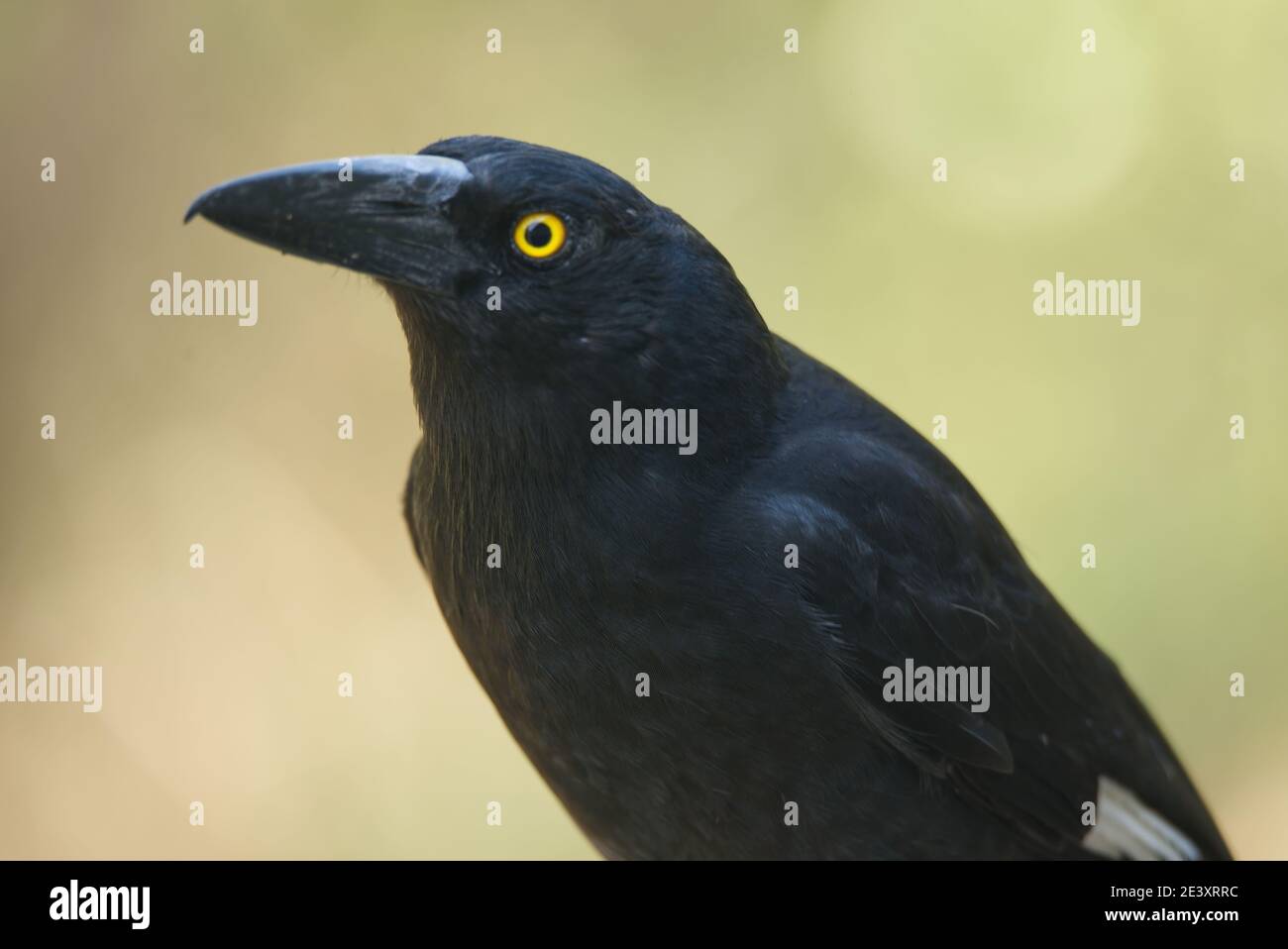 Pied Currawong ( Strepera graculina ) Stockfoto