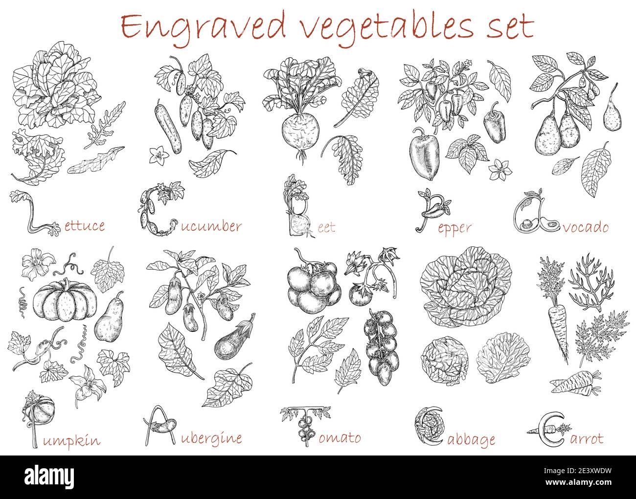 Design-Set mit Gemüse botanische Sammlung isoliert auf weiß. Handgezeichnet gravierte Vektorgrafik, schwarz-weiße Linienkunst, gesunde Ernährung, Stock Vektor