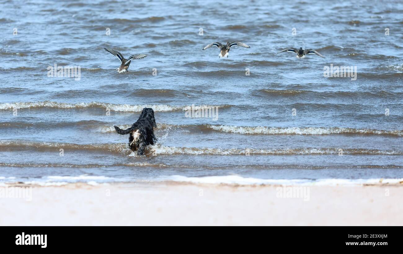 Schwarz englisch Cocker Spaniel Hund im Wasser Jagd wilden Enten Stockfoto