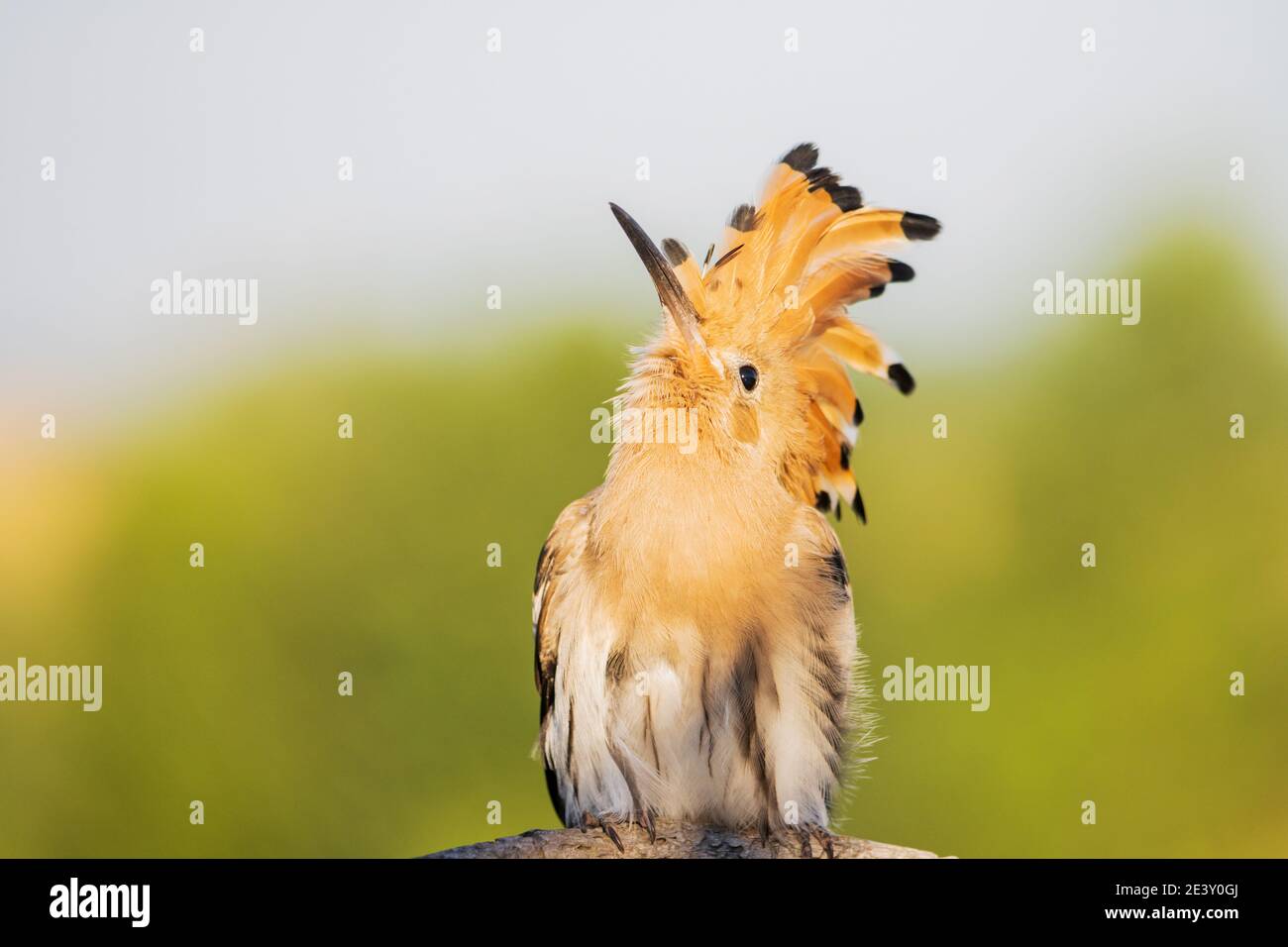 Lustige Vogel mit einem tufted Blick nach oben Stockfoto