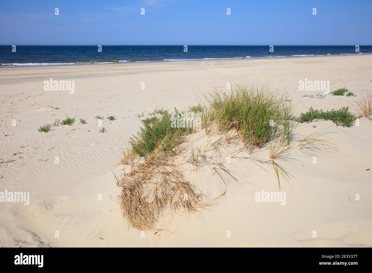 Dünenlandschaft, Borkum, Ostfriesische Insel, ostfriesland, Niedersachsen, Deutschland, Europa Stockfoto
