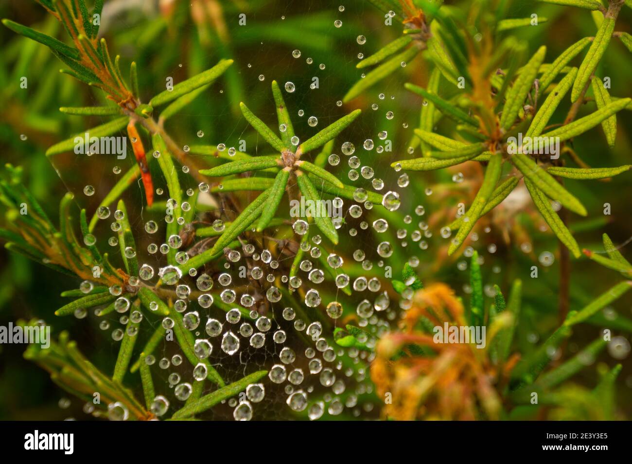 Nahaufnahme von Wassertröpfchen auf Pflanzenblütenblatt Stockfoto