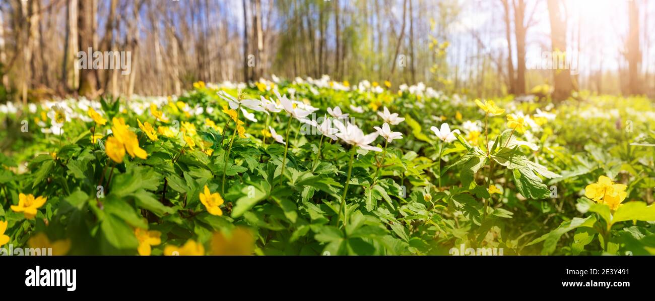 Waldwiese mit viel weißen und gelben Frühling Blumen in sonnigen Tag Stockfoto