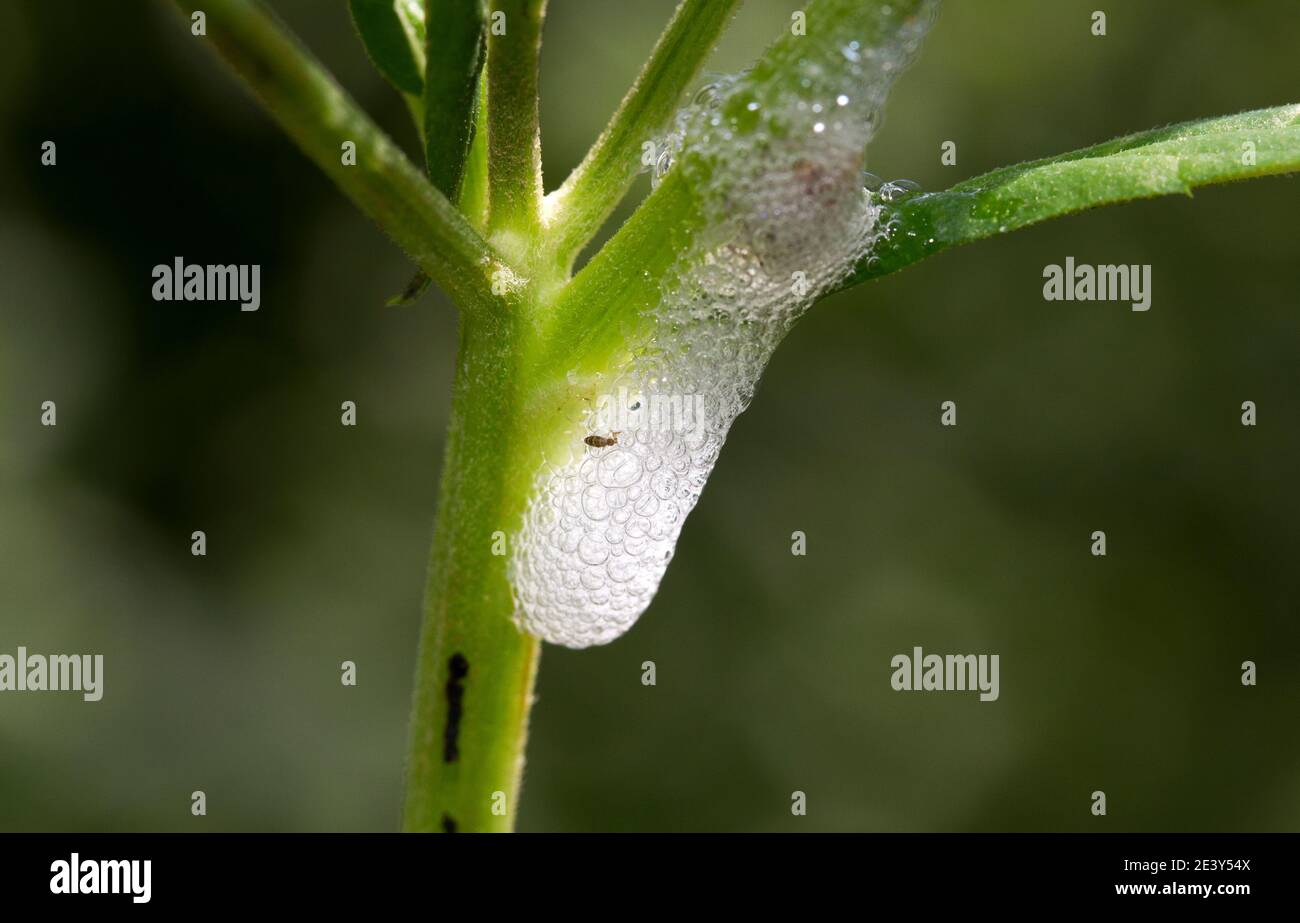 Die Nymphen der Speichelbugs erzeugen einen Schaum aus saft und Speichel, um sich vor Raubtieren zu verstecken, so dass sie sich in relativer Sicherheit zu fliegenden Erwachsenen entwickeln können Stockfoto