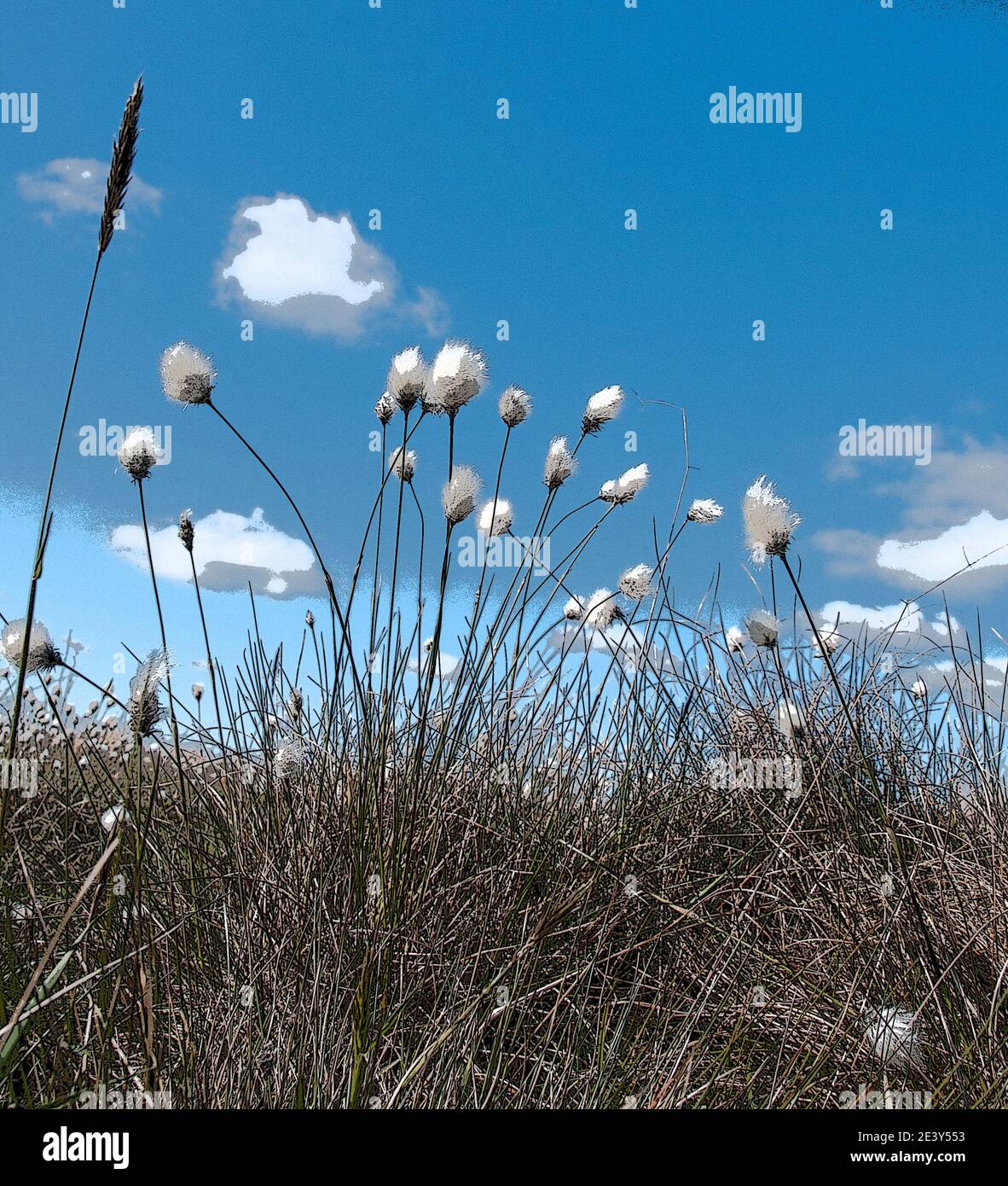 Rund um Großbritannien - Poster-Effekt zu wilden Baumwollsaatenköpfen auf der wilden offenen Moorlandschaft von Lancashire hinzugefügt. Stockfoto