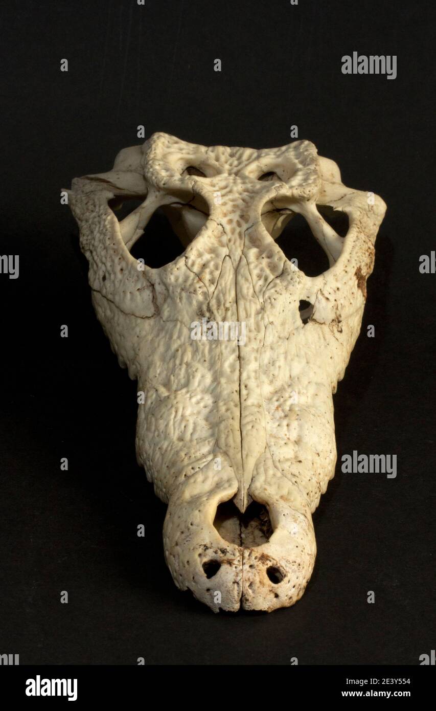 Der Schädel und der Oberkiefer eines jungen Nilkrokodils Zeigt die klassischen Anpassungen eines Wassertieres, wo die Drei Hauptsinnorgane sind lokalisiert Stockfoto