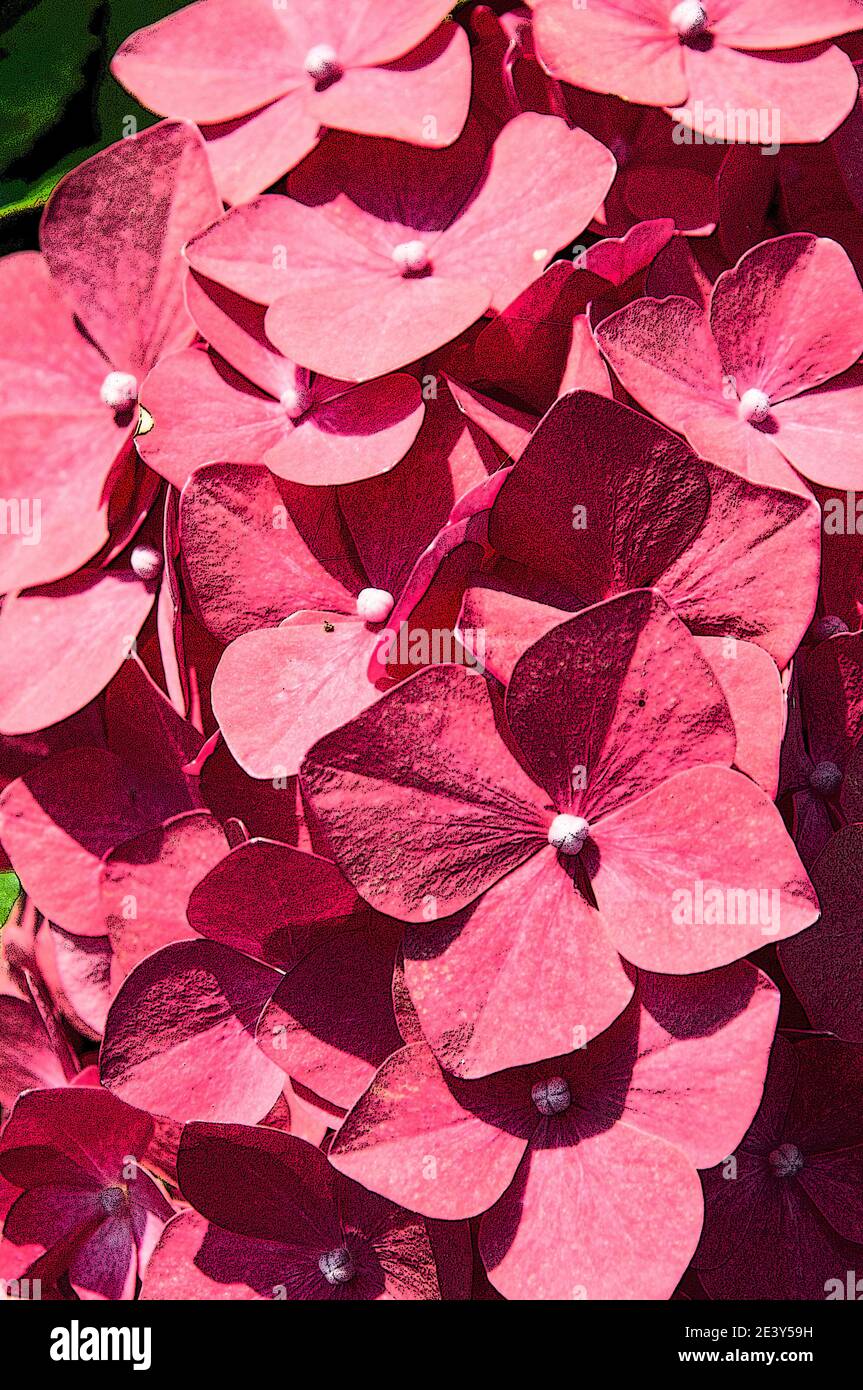 In ganz Großbritannien - Poster-Effekt zu Hydrangea Blumen hinzugefügt. Stockfoto