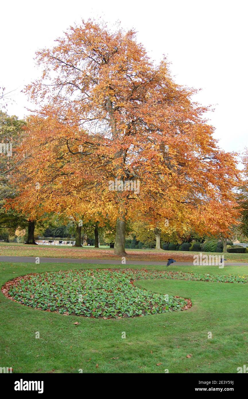 Im Herbst im Abington Park Northampton UK gibt es braune Pflanzen in leuchtenden braunen Farben Bäume Parklandschaft Vogelwetter Stockfoto