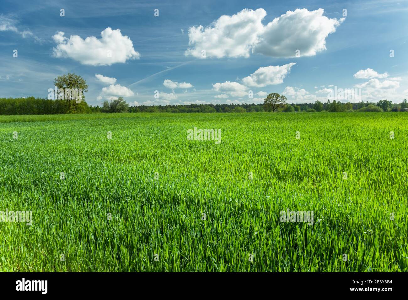 Grüne Pflanze auf dem Feld und weiße Wolken auf einem blauen Himmel, Frühling ländlichen Blick Stockfoto